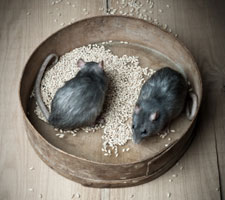 Rats eating grain on farm