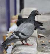 bird-pigeon-pest