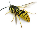 Wasp